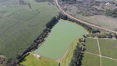 Bird's-eye-view-of-a-vast-green-tea-plantation-of-Camellia-sinensis-with-a-beautiful-turquoise-lake-in-the-center