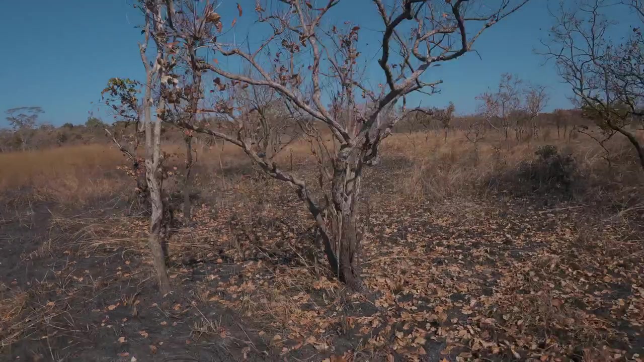 Paesaggio africano suggestivo in Kenya e Tanzania, caratterizzato da alberi, foreste, boscaglia, vegetazione naturale e uno scenario selvaggio e tranquillo