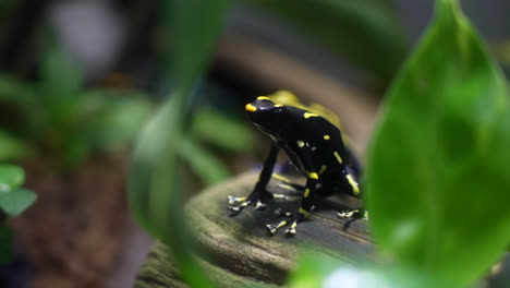 yellow alanis poison dart frog through plant leaves