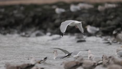 gulls on the shore