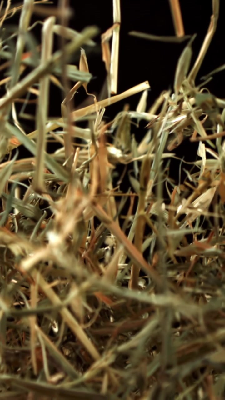 Dry Hay Falling in Slow Motion Against Black Background