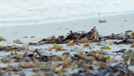 close-up posidonia seaweed rejected in large amounts by the waves at sunrise on a mediterranean beach