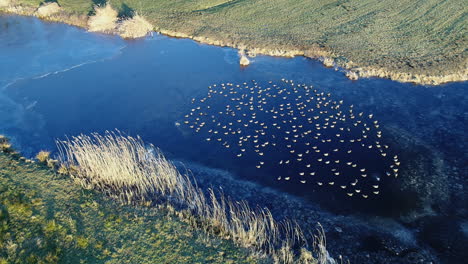 Imágenes-Aéreas-De-Pájaros-Nadando-En-Un-Hermoso-Lago-En-Krimpenerwaard,-Los-Países-Bajos-Durante-El-Día---Disparo-De-Drones