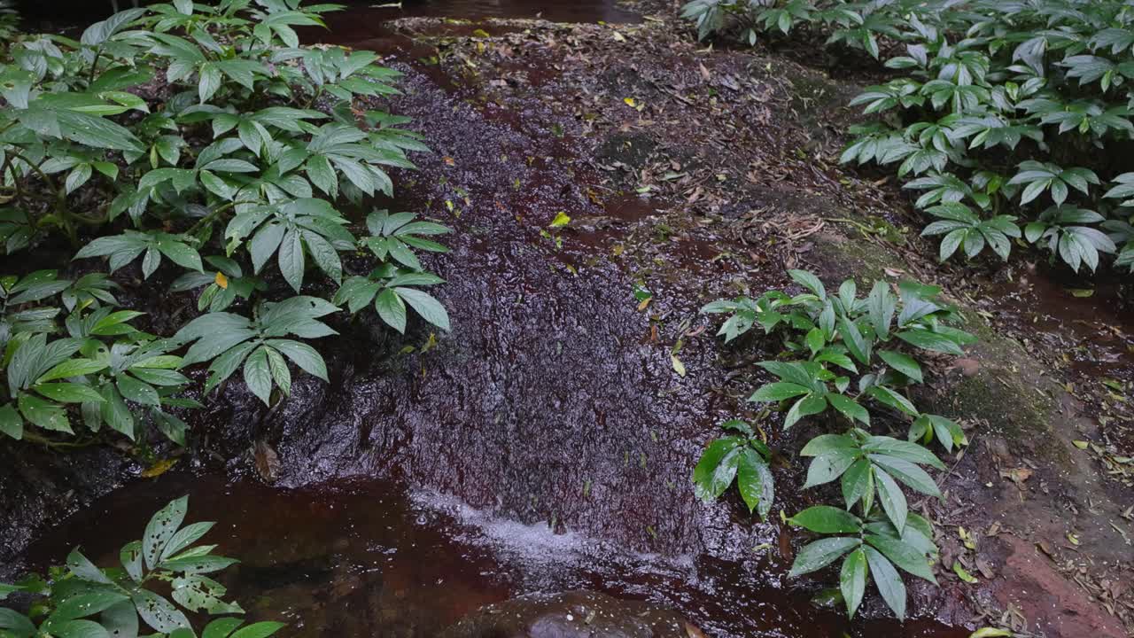 agua que fluye sobre las rocas en el exuberante bosque tropical