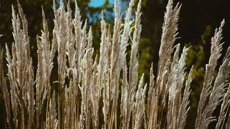 Un-Primer-Plano,-Una-Toma-Fija-De-Brotes-De-Hierba-De-Pluma-De-Cuervo-Meciéndose-En-El-Viento