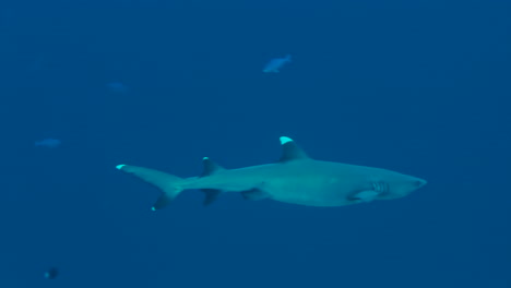 el tiburón de arrecife de punta blanca patrulla en aguas azules