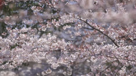 cherry blossom blowing in wind