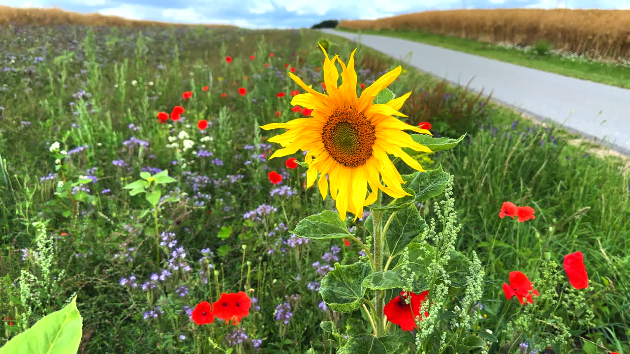 junto a una carretera hay una franja de flores con girasoles, amapolas y cornflowers para los insectos