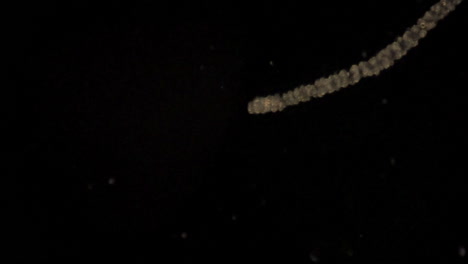 El-Tentáculo-De-Una-Hidra-Microscópica-Se-Extiende