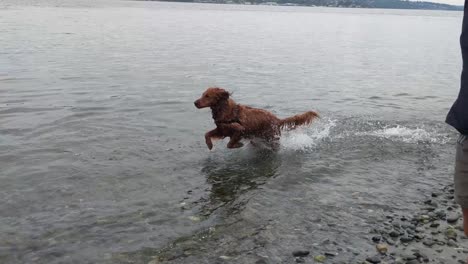 Un-Joven-Perro-Juguetón-Saltando-Por-El-Agua-Persiguiendo-Rocas-Lanzadas-Por-Su-Dueño,-Cámara-Lenta