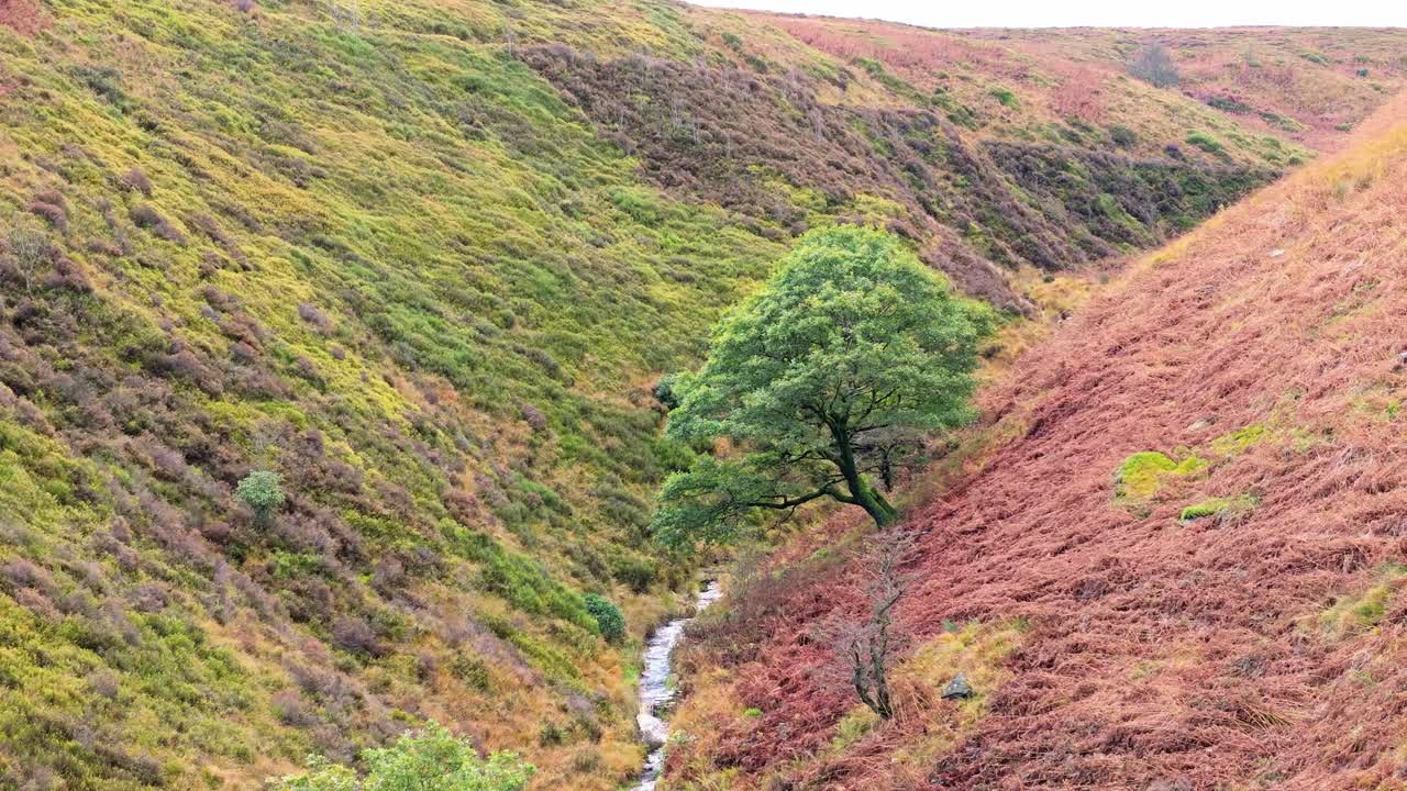 lento movimiento arroyo de páramo que fluye suavemente en los páramos pennine, video aéreo de dron con pequeñas cascadas, río y valle cubierto de brezo