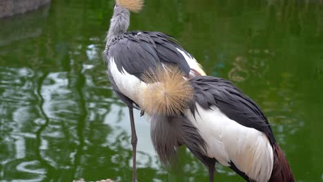 Nahaufnahme-Von-Gekrönten-Kranichvögeln-Mit-Teich-Dahinter