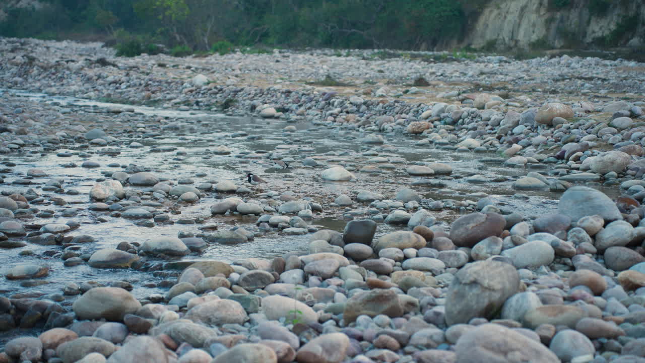 Red-Wattled Lapwing bird in rocky riverbed at dawn in Jim Corbett Park, India