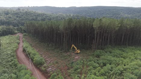 Aerial-view-of-landscape-with-tall-trees-for-forestry-trade