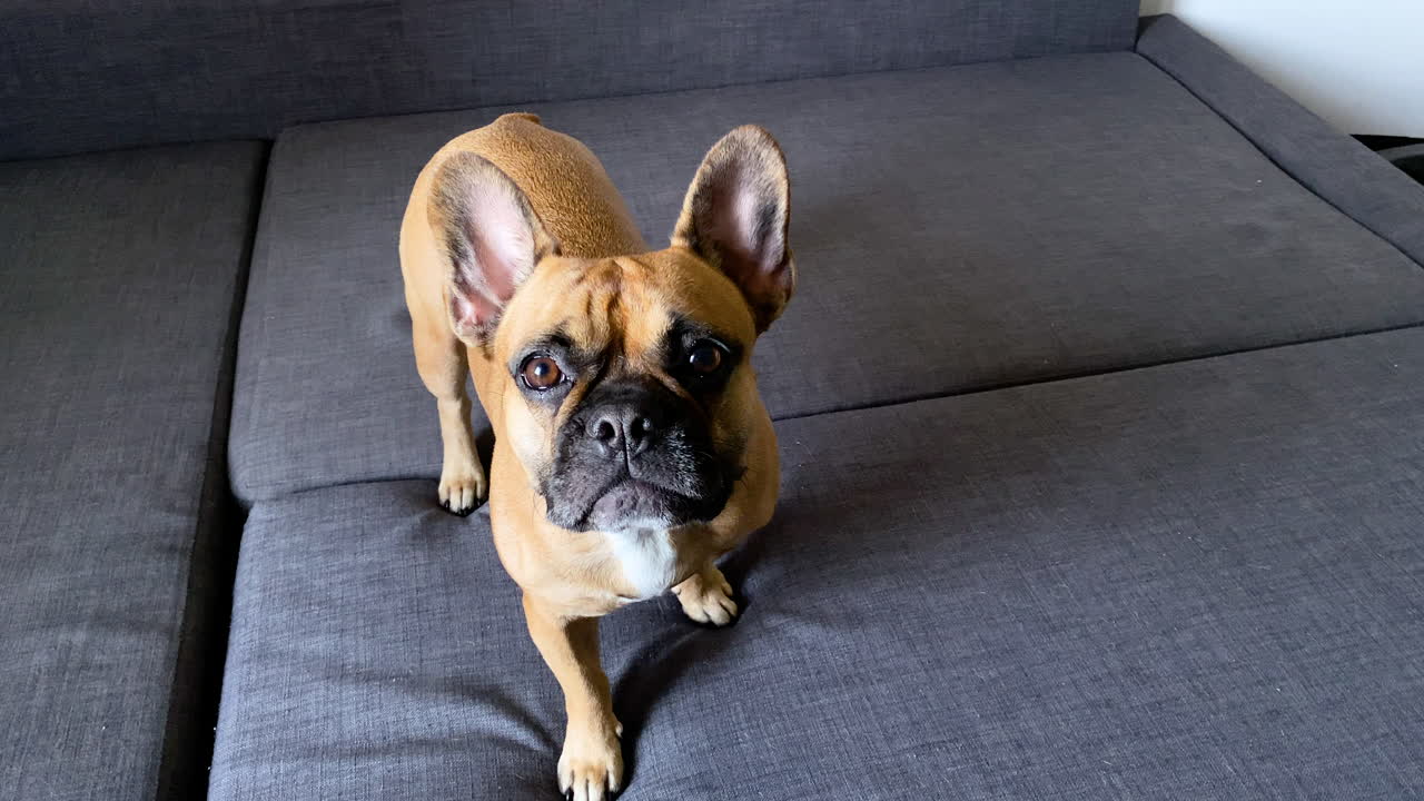 Pretty Young French Bulldog Barks and Howls Happily on a Blue couch to camera