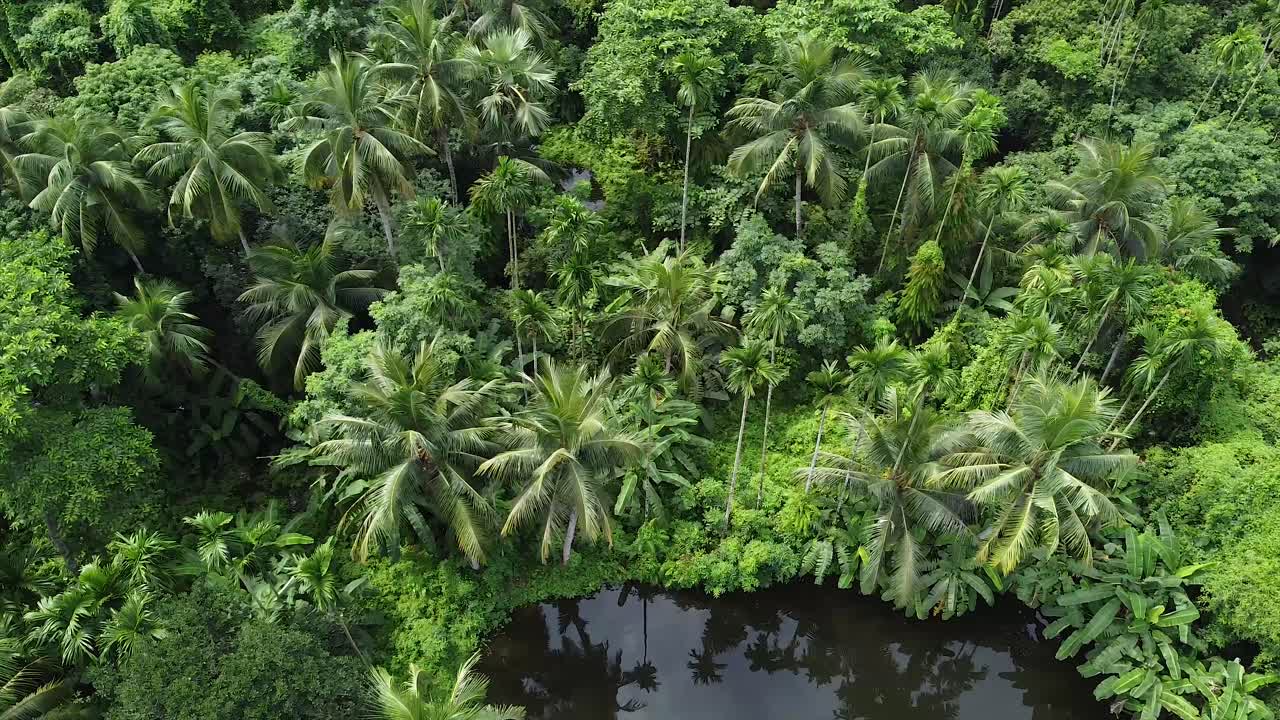Deep green forest in the sunney weather