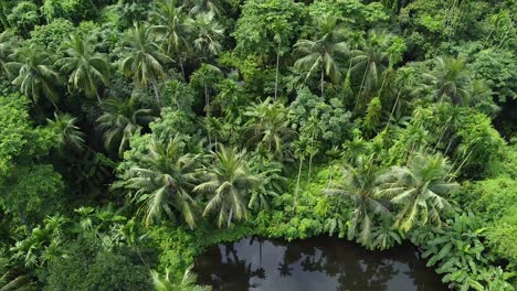 Bosque-Verde-Profundo-En-El-Clima-Soleado