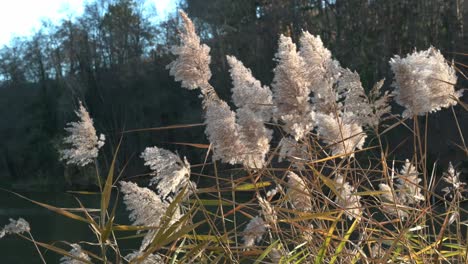 close-up of tall reed grass with fluffy plumes swaying gently in the autumn breeze.