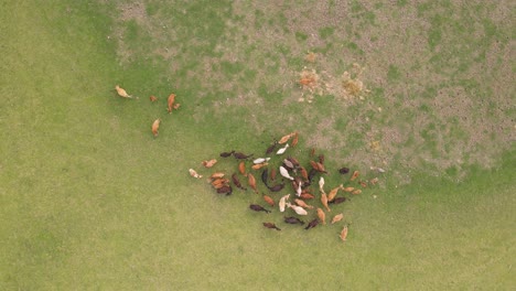 high aerial top down spiral view of herd of cows grazing grass together