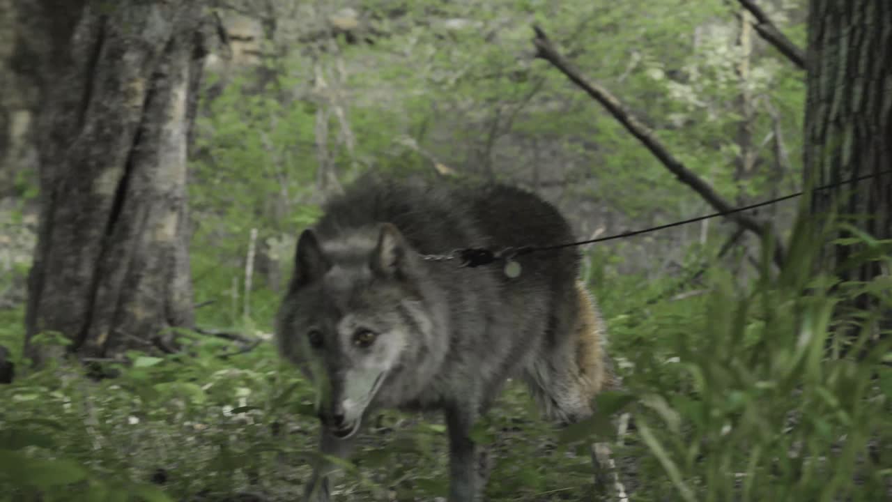 A gray wolf lowers its head into dense green brush, investigating the forest floor with focused curiosity — a candid view of raw natural behavior.