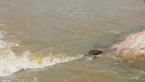 Der-Hamerkop-Vogel-Steht-Am-Zusammenfluss-Von-Gewässern-Und-Sucht-Nach-Nahrung