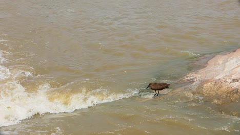 Hamerkop-bird-stands-at-confluence-of-waters-and-looks-for-food-to-eat