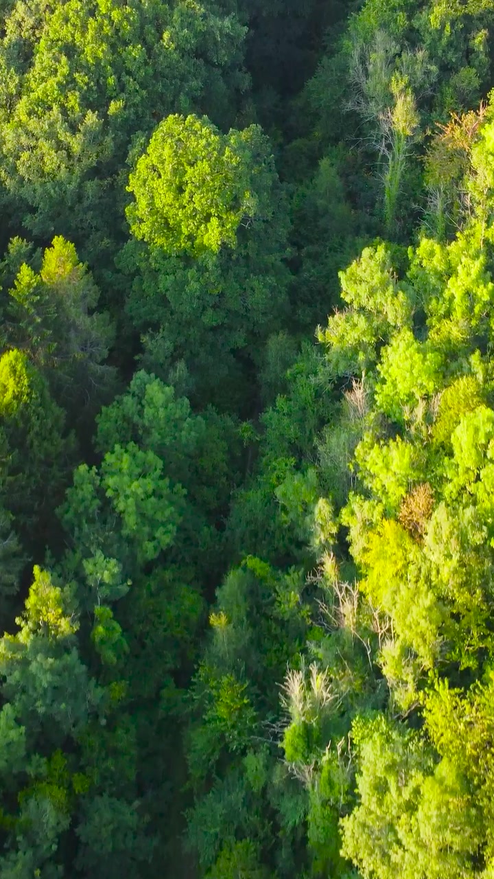 Vertical Video Aerial Over Dense Forest in Evening Sunlight with Dirt Track Running Through Gap in Trees. Drone Footage Flying Over New Forest.