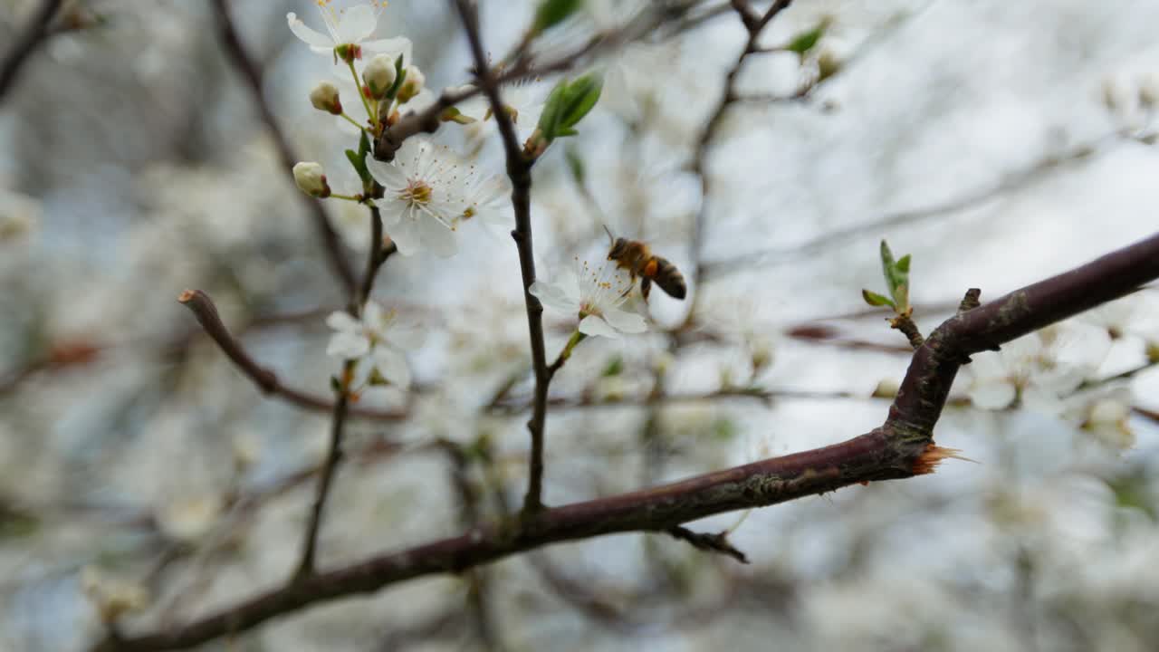 Bee on Spring Flowers