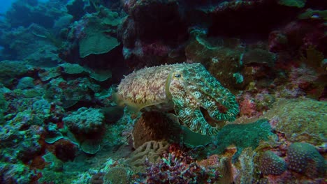 Nahaufnahme-Eines-Tintenfisches-Auf-Der-Insel-Kume,-Okinawa,-Japan