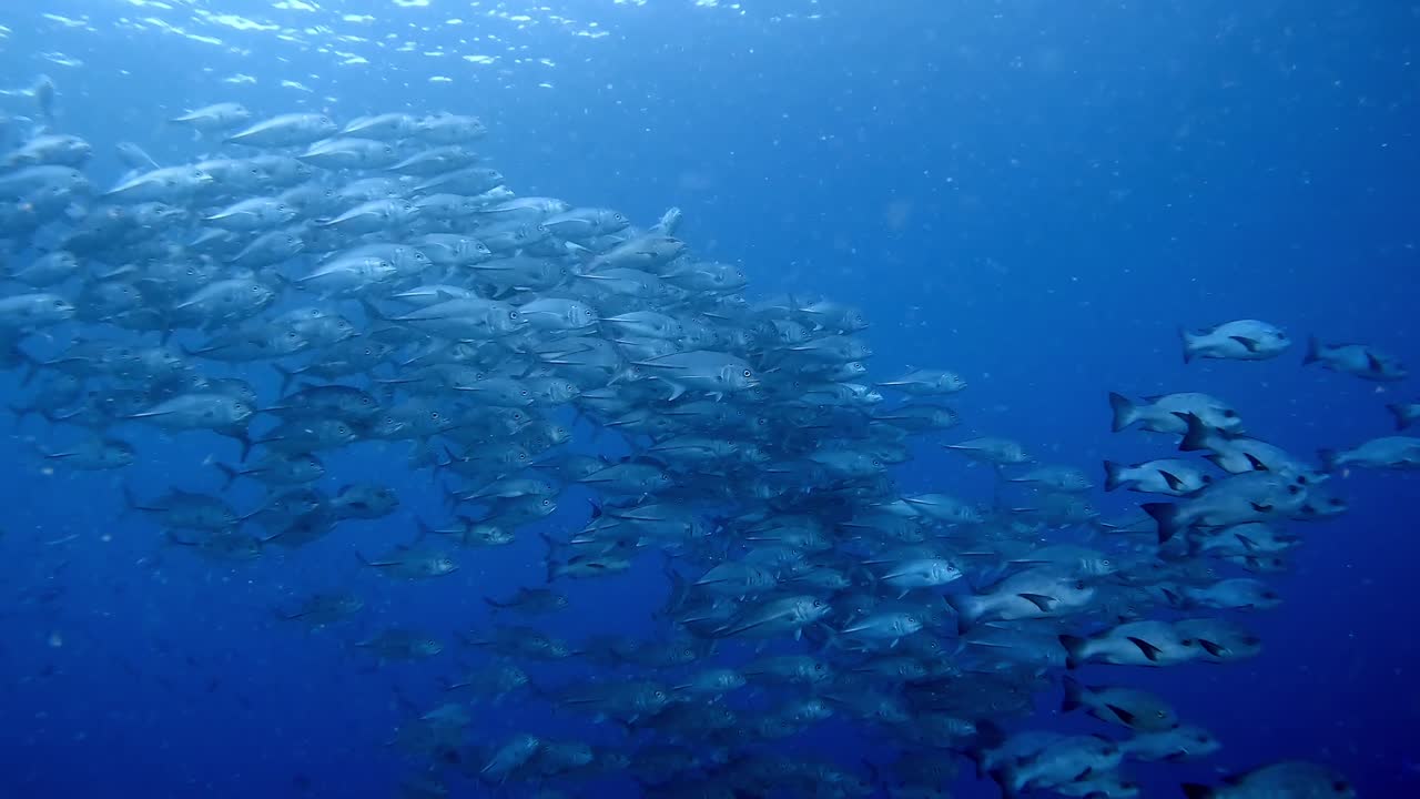 A large school of Jackfish and Groupers swimming together, approaching the camera and shining silver in the bright underwater video light
