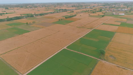 This-stunning-aerial-shot-captures-a-vast-expanse-of-grain-fields,-The-golden-hues-of-the-mature-grain-contrast-beautifully-with-the-rich-green-of-the-surrounding-landscape