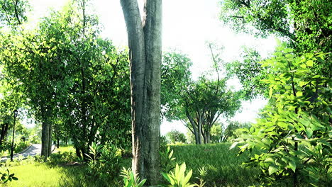 Vista-Panorámica-Del-Parque-Con-Campo-De-Hierba-Verde-En-La-Ciudad