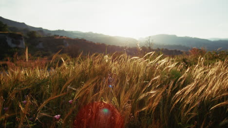landscape with wheat ears at sunset in calabria silhouette of mountains nature