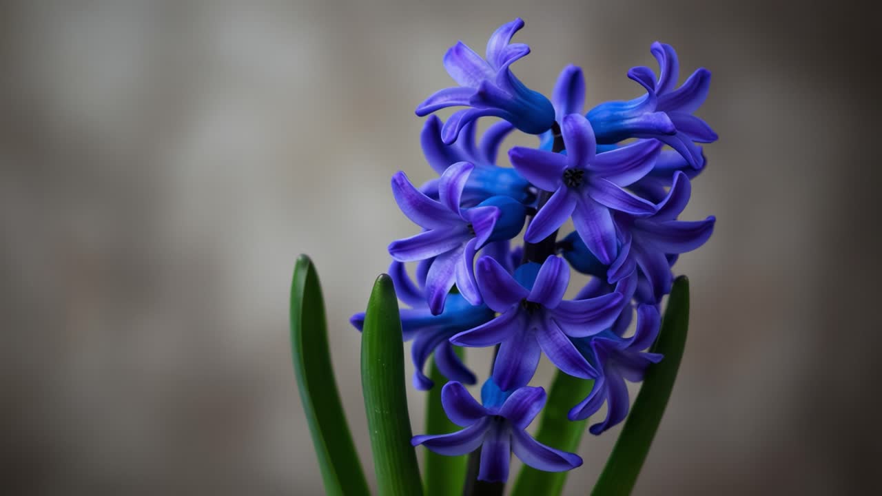 Captivating Hyacinth Blooms: A Close-Up Showcase of Vibrant Purple Flowers with Lush Green Leaves against a Soft Neutral Background