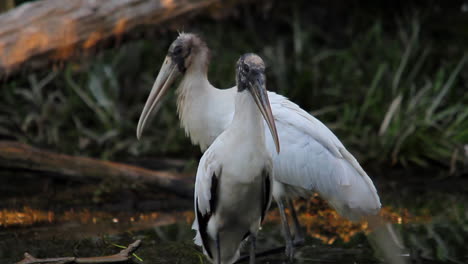 two wood storks stand in the florida everglades