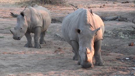 Ein-Weibliches-Südliches-Weißes-Nashorn-Und-Ihr-Kalb-Stehen-In-Der-Späteren-Nachmittagssonne,-Während-Madenhackervögel-Auf-Ihren-Rücken-Sitzen