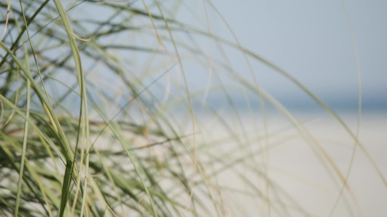Grass waving in the wind on a white sand beach.