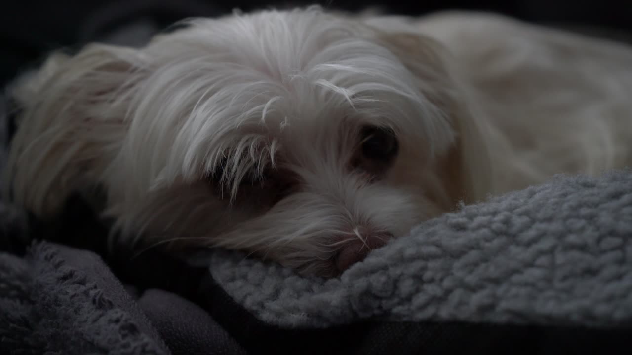 귀여운 작은 흰색 강아지의 날 꿈과 누워