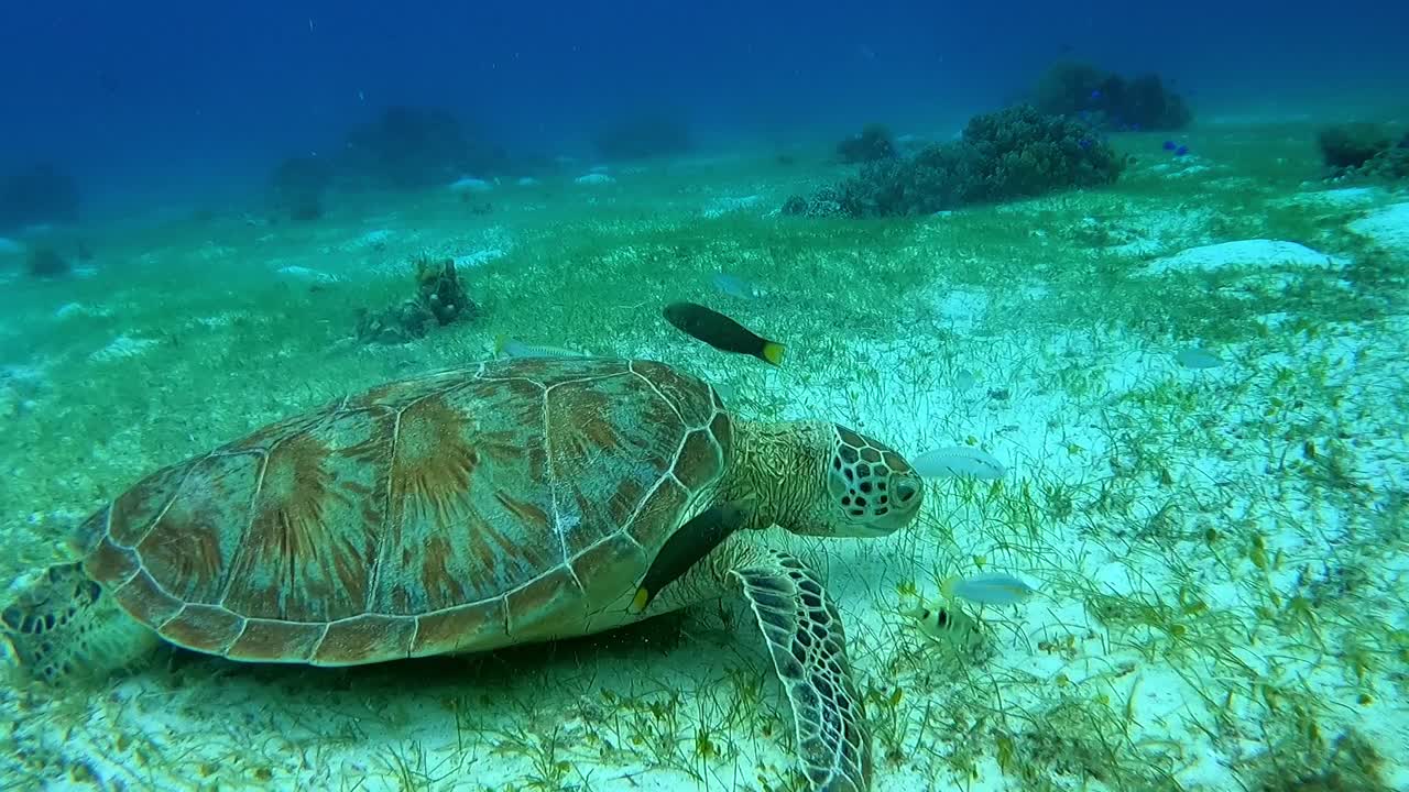 Close up shot of a herbivorous Green Sea Turtle (Chelonia mydas) feeding on the seagrass from the ocean floor