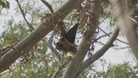 bat scratching itself with its wings while hanging upside down from a fig tree