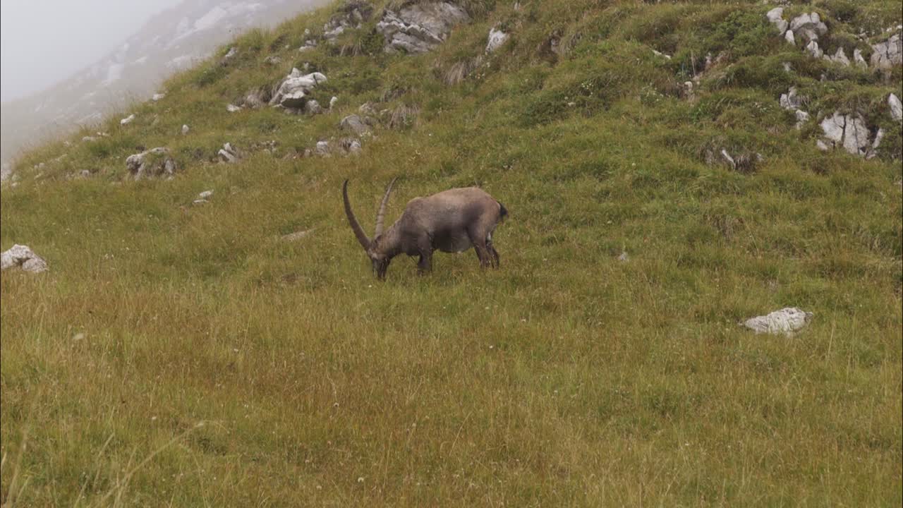 capricornio come en la naturaleza en un prado