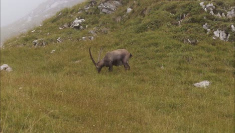 capricorn eats in the wild in a meadow