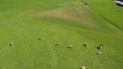 Antenne-über-Grünem-Feld-Mit-Grasenden-Kühen