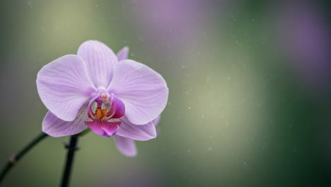 A Beautiful Close-Up of a Purple Orchid Flower Amidst a Soft, Blurred Background, Showcasing Its Delicate Petals and Vibrant Colors