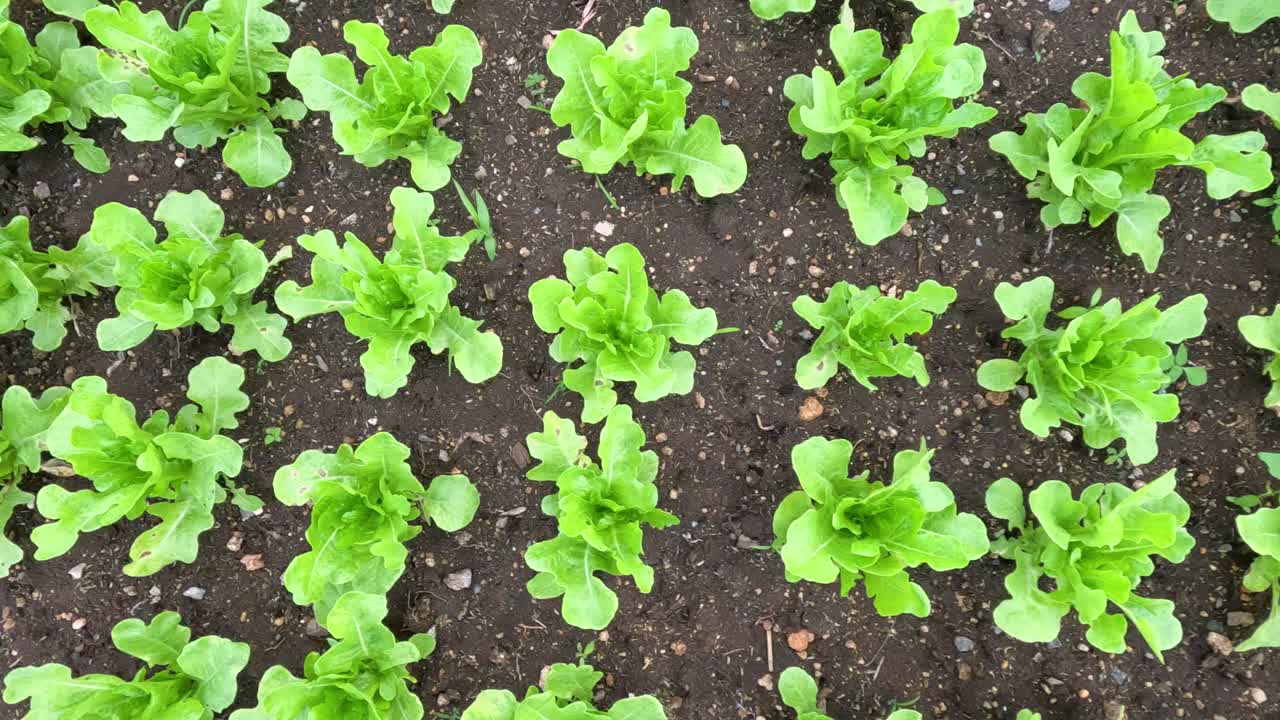 las plantas de lechuga creciendo y extendiéndose con el tiempo.
