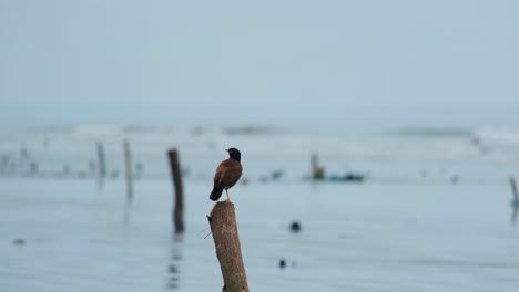 One-legged-Common-myna-bird-standing-on-tree-log-at-seashore