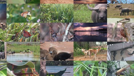 Bewegen-Sie-Sich-über-Mehrere-Bildschirme-Mit-Tier--Und-Naturclips