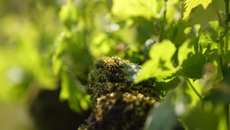 grapevine sprouts and leafs seen close up growing at a vineyard in vignonet france, close up shot