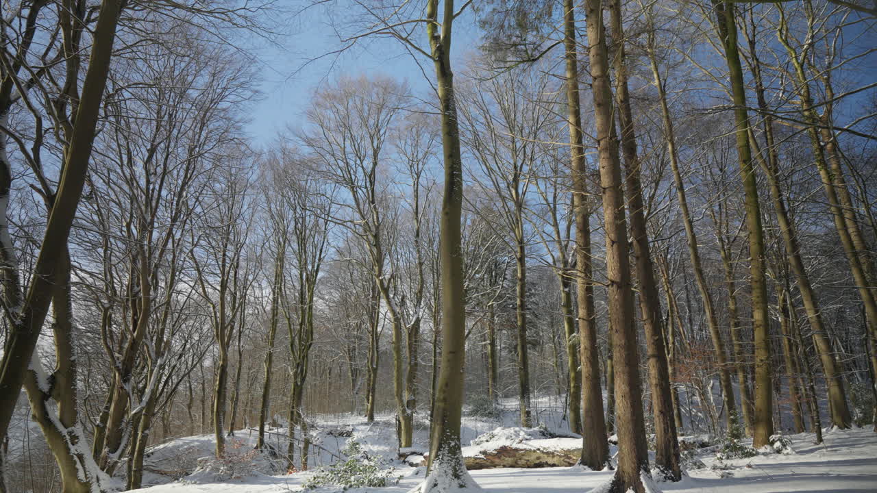높은 벌거벗은 나무와 눈으로 인 스칸디나비아의 평온한 겨울 숲 풍경