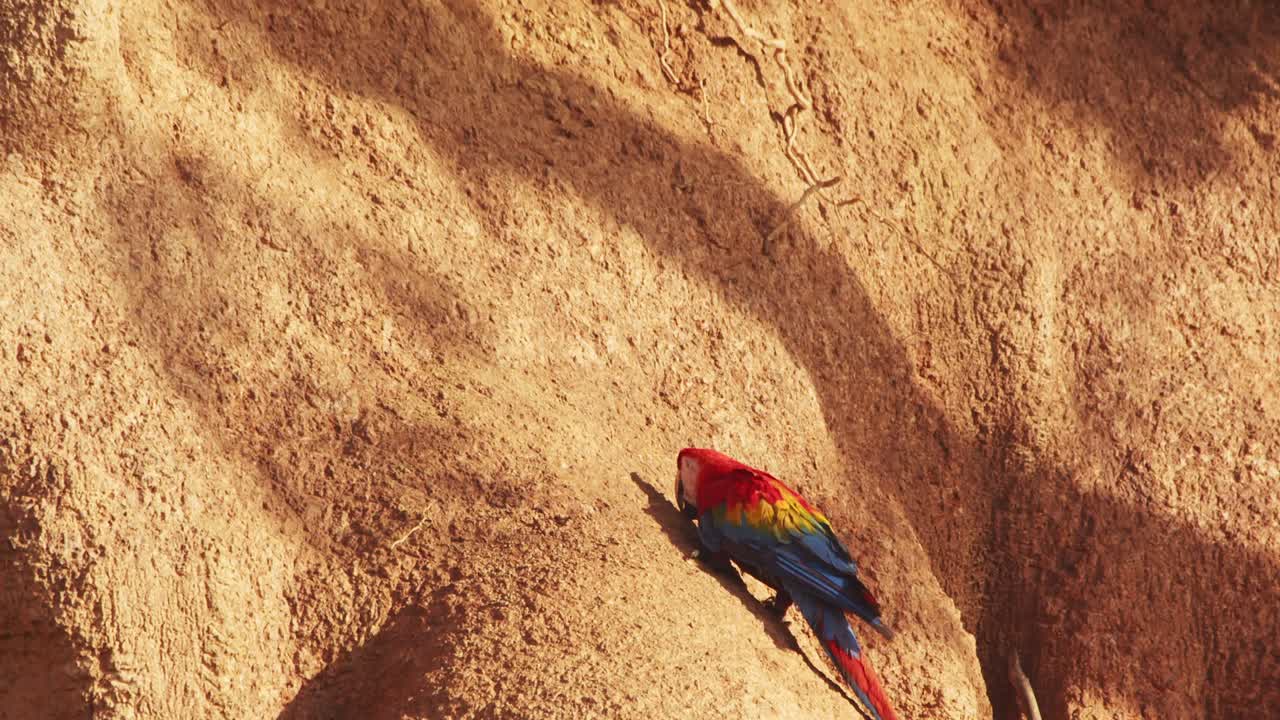 Single Scarlet Macaw sitting on Chuncho clay lick eating nutrient rich mud seen cleaning its talons with beak